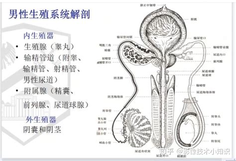 ペニス 名前|男性生殖器の構造